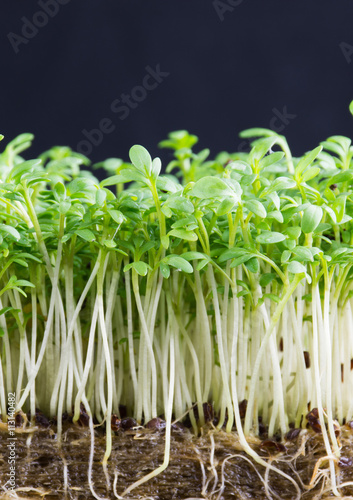 Quadro em tela Sprouts of garden cress ready for cooking