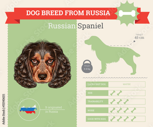 Fotografia, Obraz Russian Spaniel Dog breed vector infographics.