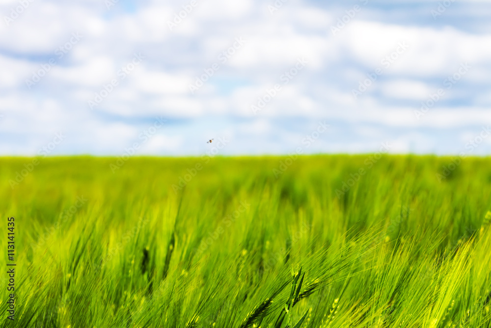 rye wheat field and blue sky with clouds background rye wheat field and blue sky with clouds background