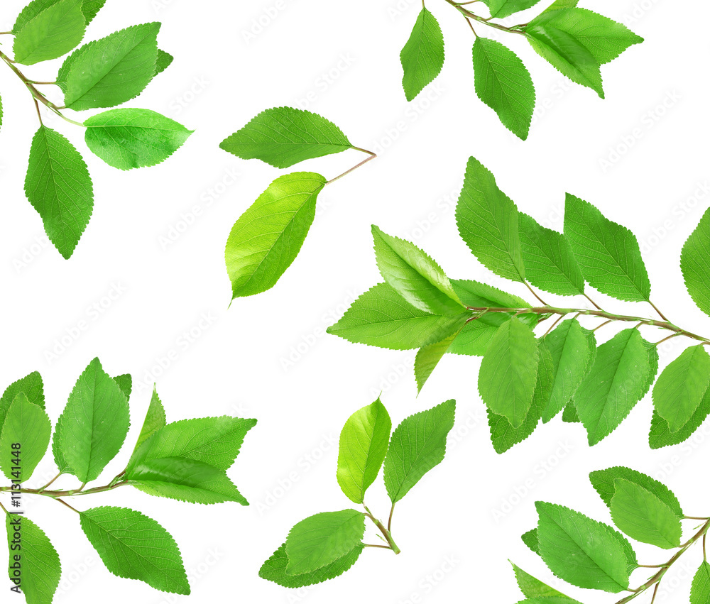Set of tree branches with fresh green leaves, isolated on white background