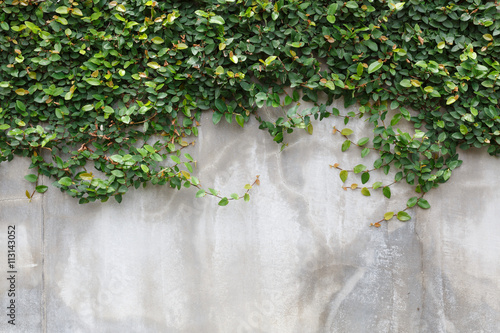 cement wall texture and green leaf Ivy