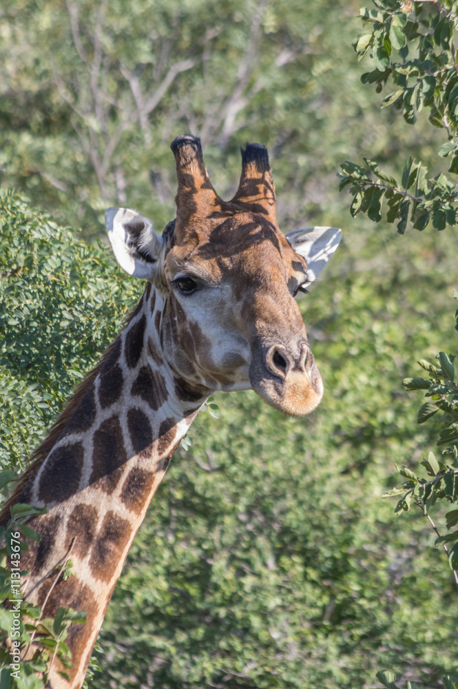 Giraffe grazing in the Welgevonden Game Reserve in South Africa Giraffe grazing in the Welgevonden Game Reserve in South Africa
