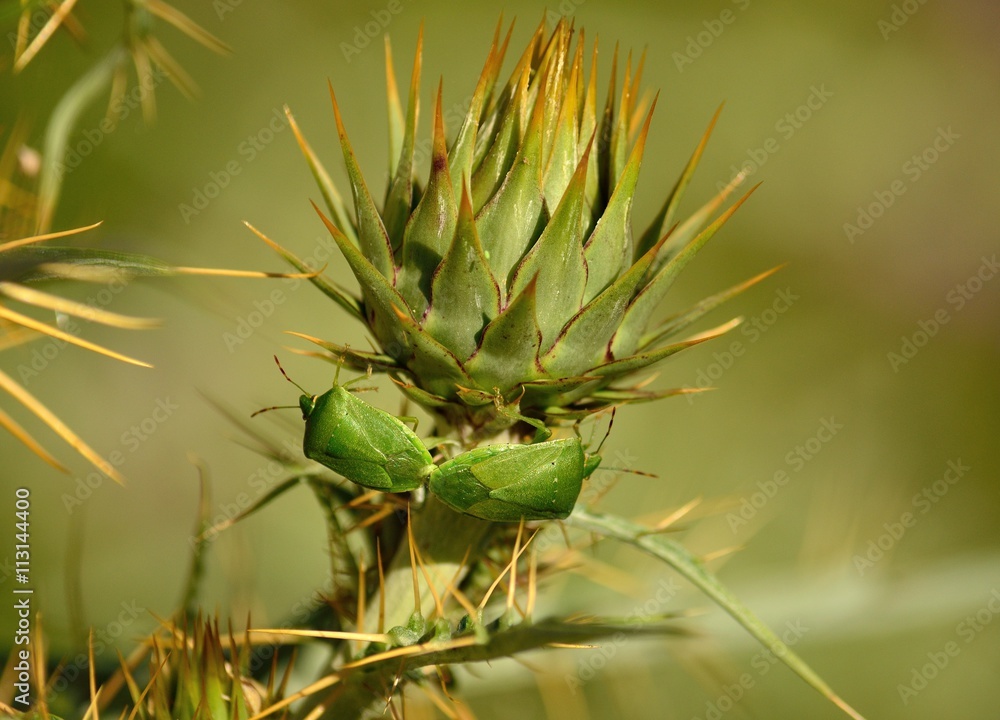 Fototapeta premium Couple of small green bugs in mating ritual on flower head of wild artichoke before flowering, Nezara viridula 