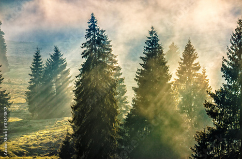Fotobehang fog in the conifer forest
