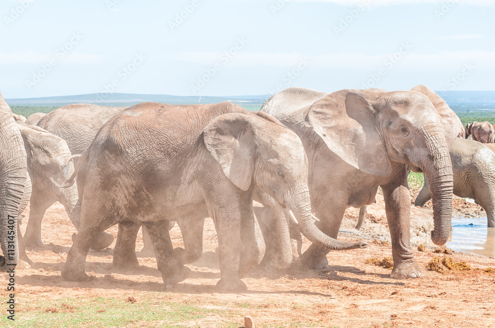 Mud covered african elephants walking in dust