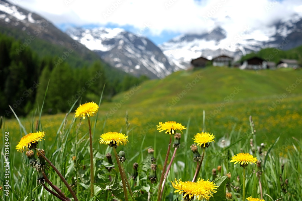 Obraz premium Frühling im Pfelderer Tal Südtirol