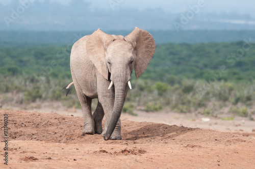 Young adult Elephant walking