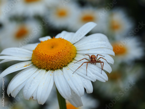 Lauerstellung photo