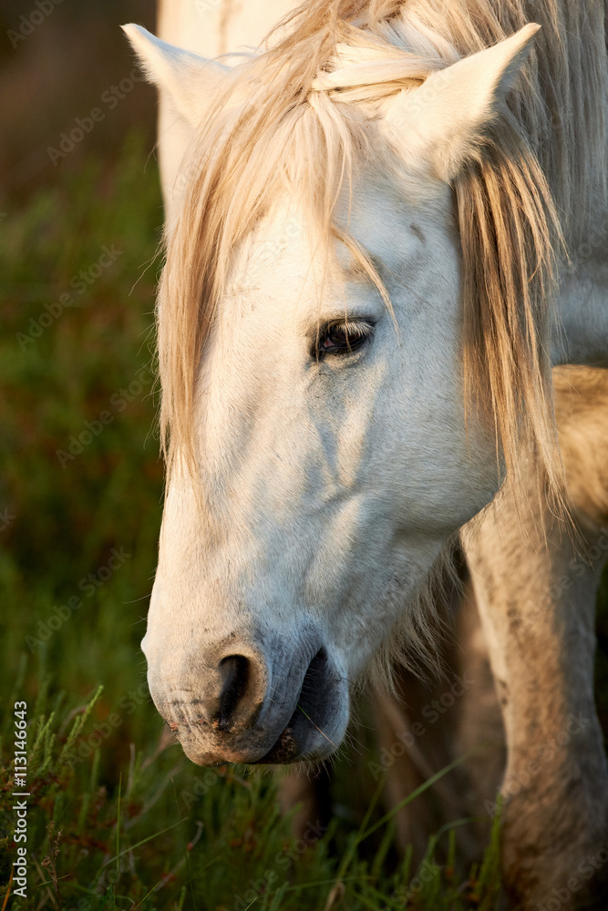 Obraz premium Portrait of a white horse
