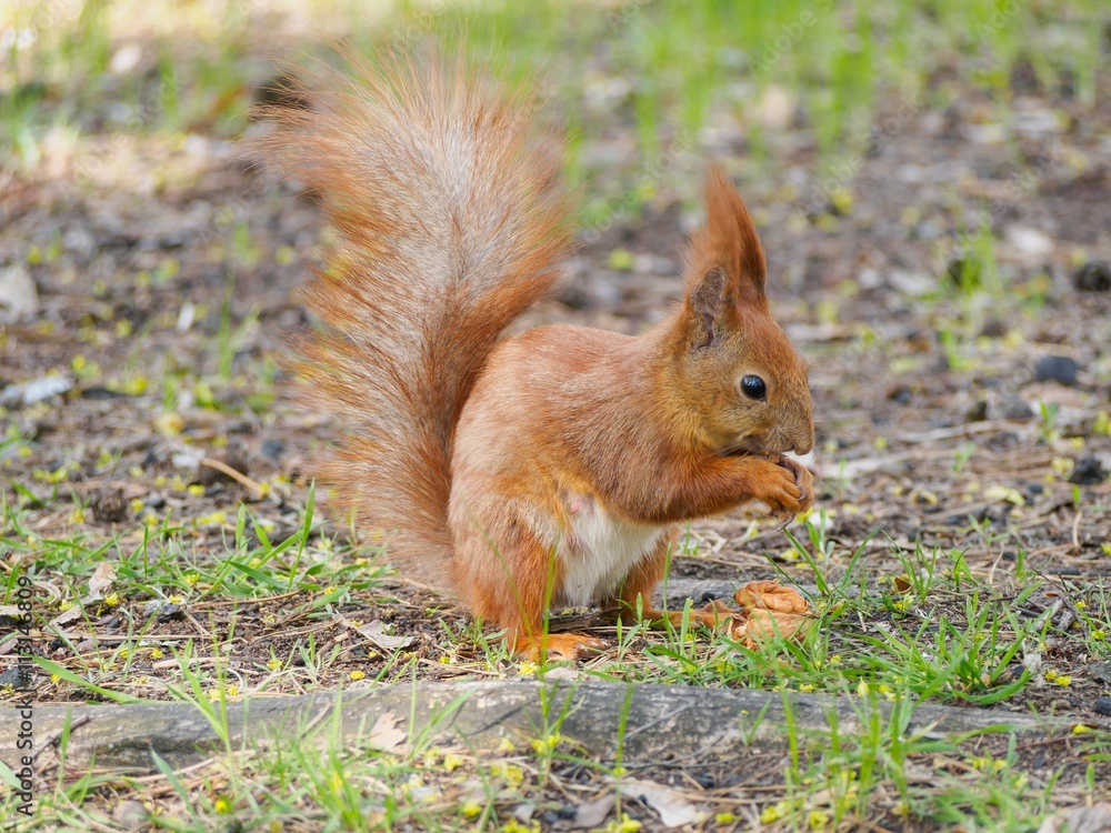 Cute red squirrel eating walnut in the spring park Cute red squirrel eating walnut in the spring park