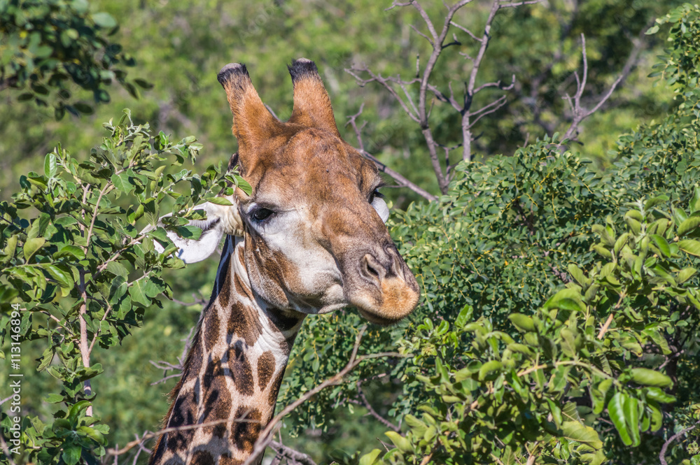 Giraffe grazing in the Welgevonden Game Reserve in South Africa Giraffe grazing in the Welgevonden Game Reserve in South Africa