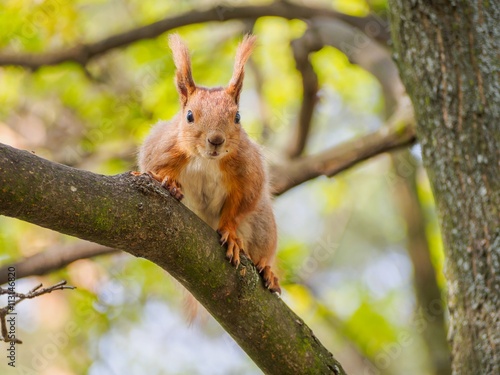Cute red squirrel posing on the tree in the spring park