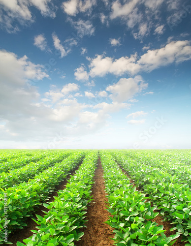 Rows on the field. Agricultural landscape in the summer time..