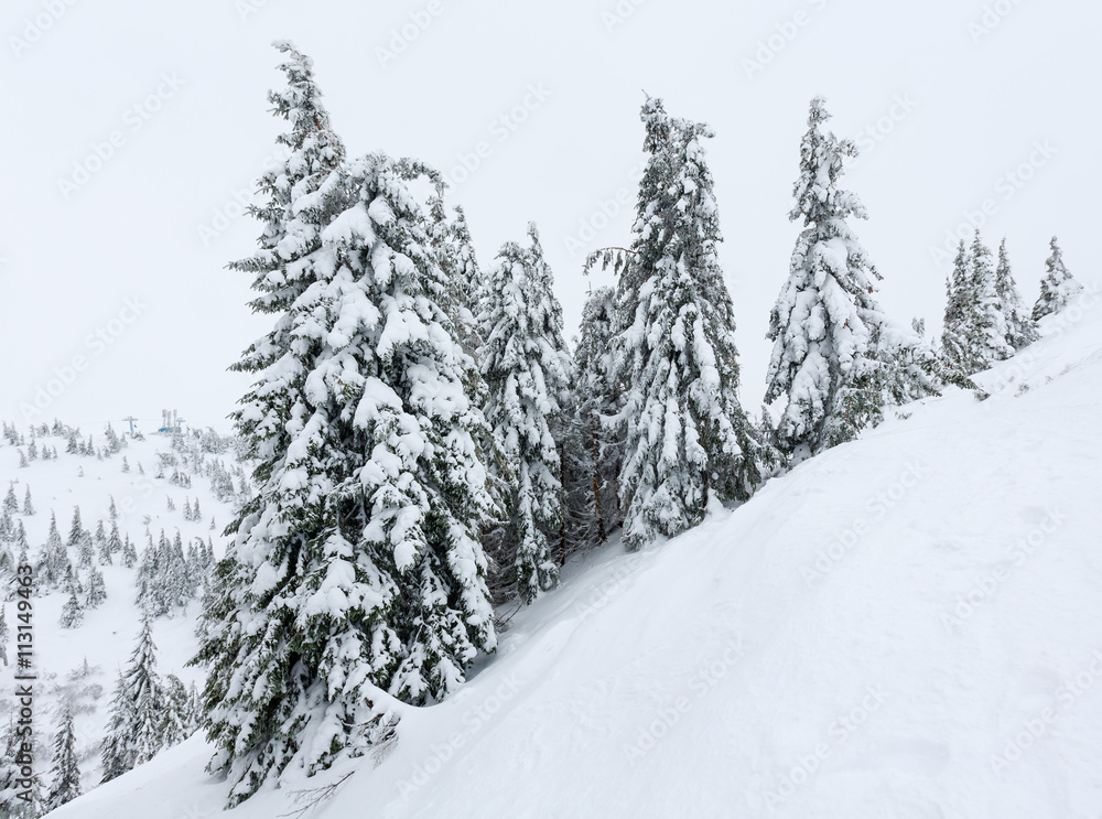 Icy snowy fir trees on winter hill. Icy snowy fir trees on winter hill.