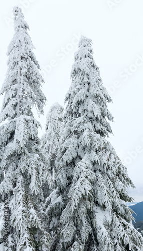 Snowy fir trees.