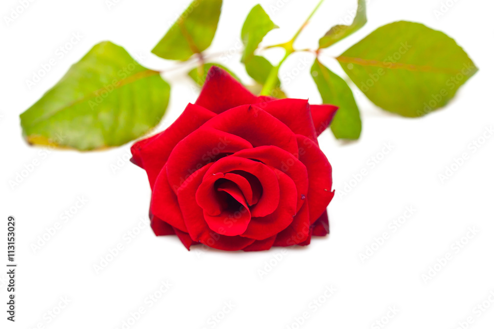Red rose isolated on white Red rose isolated on white