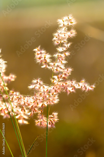grass flower in sunlight selective focus with shallow depth of f