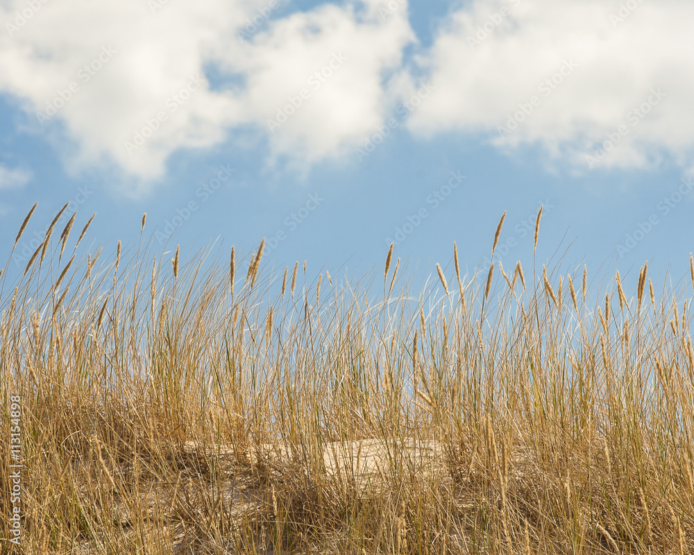 Fototapeta premium beautiful view of the coastal dunes
