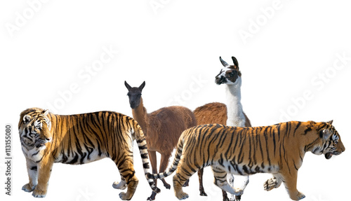 Group of animals © AVD