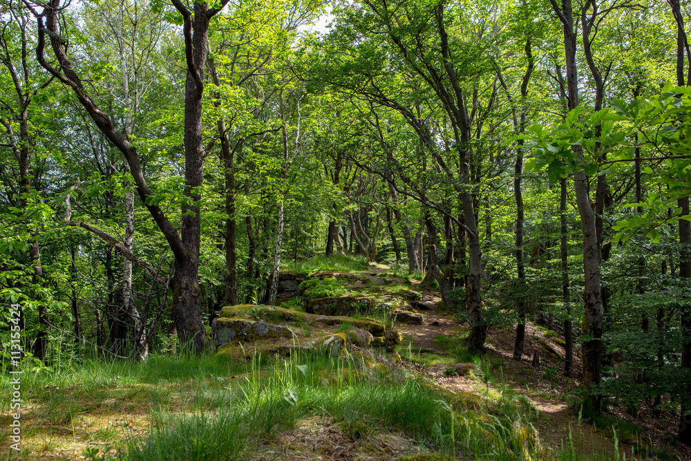 Deutscher Wald - wunderschöne Natur Deutscher Wald - wunderschöne Natur