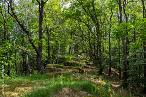 Deutscher Wald - wunderschöne Natur