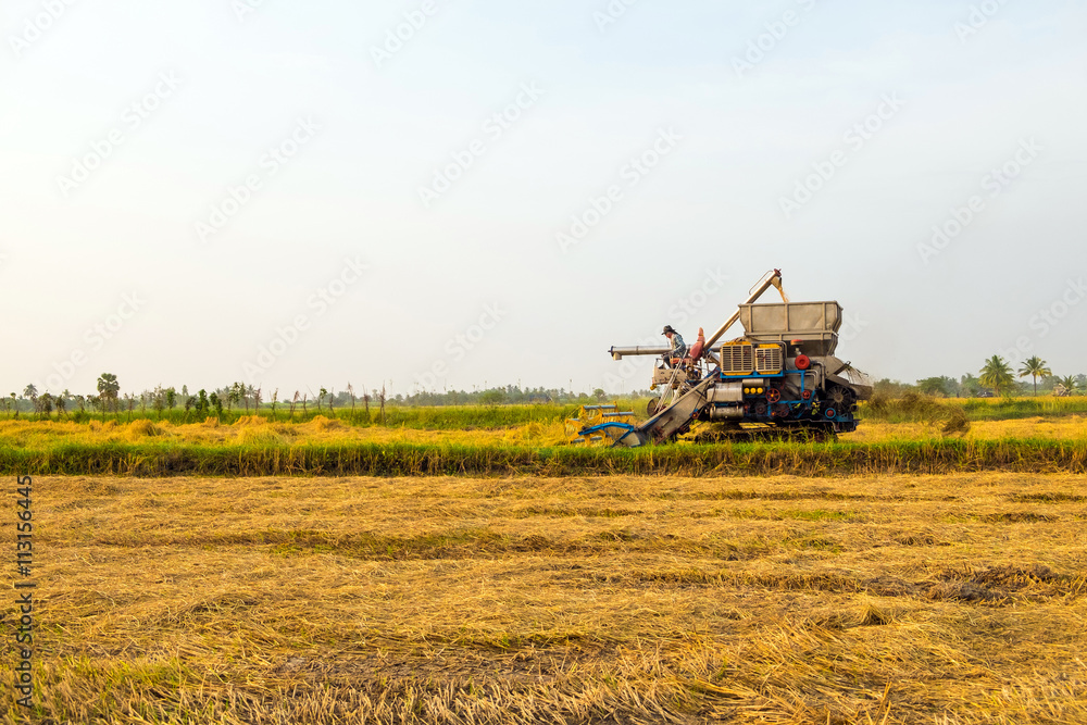 Fototapeta premium harvesters harvesting rice in gold fields
