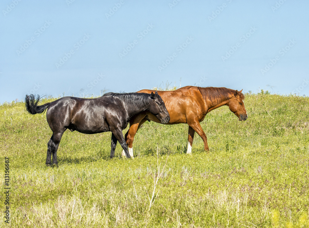 Fototapeta premium Best Friends