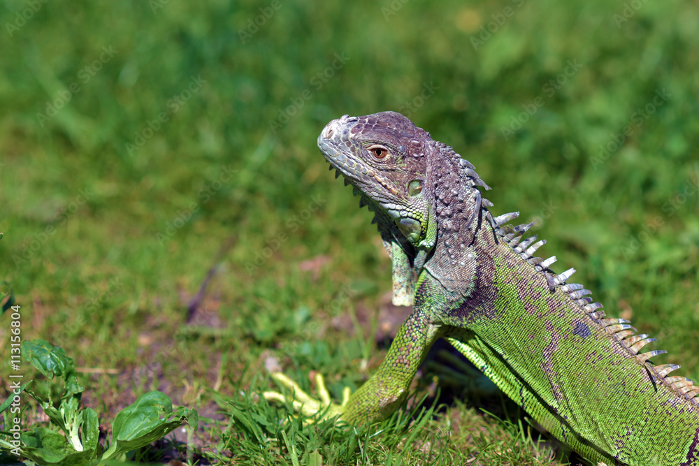 Green iguana - large herbivorous lizard close up Green iguana - large herbivorous lizard close up