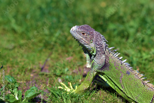 Green iguana - large herbivorous lizard close up