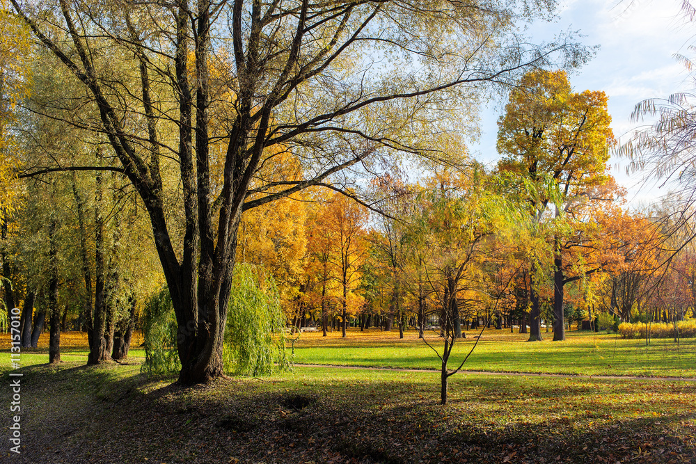 Fototapeta premium sunny landscape in autumn park
