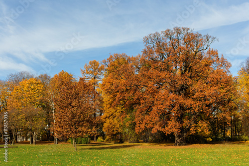  autumn park with deciduous trees