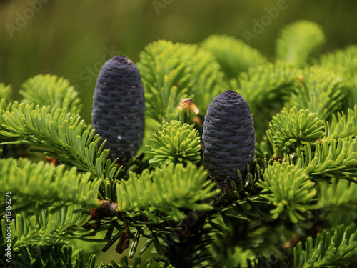 Caucasian fir tree cones