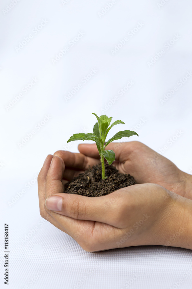 Hand holding green plant on white background