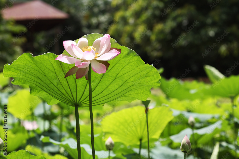 A single lotus flower. Soft pink and bright green leaves. A single lotus flower. Soft pink and bright green leaves.