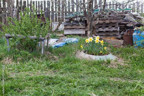 Garden ground with yellow flowers in the spring