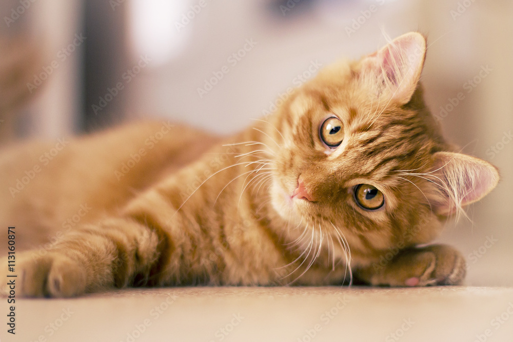 Fototapeta premium Chat roux