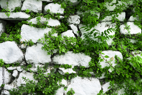 Wall of white stone with leaves and plants.