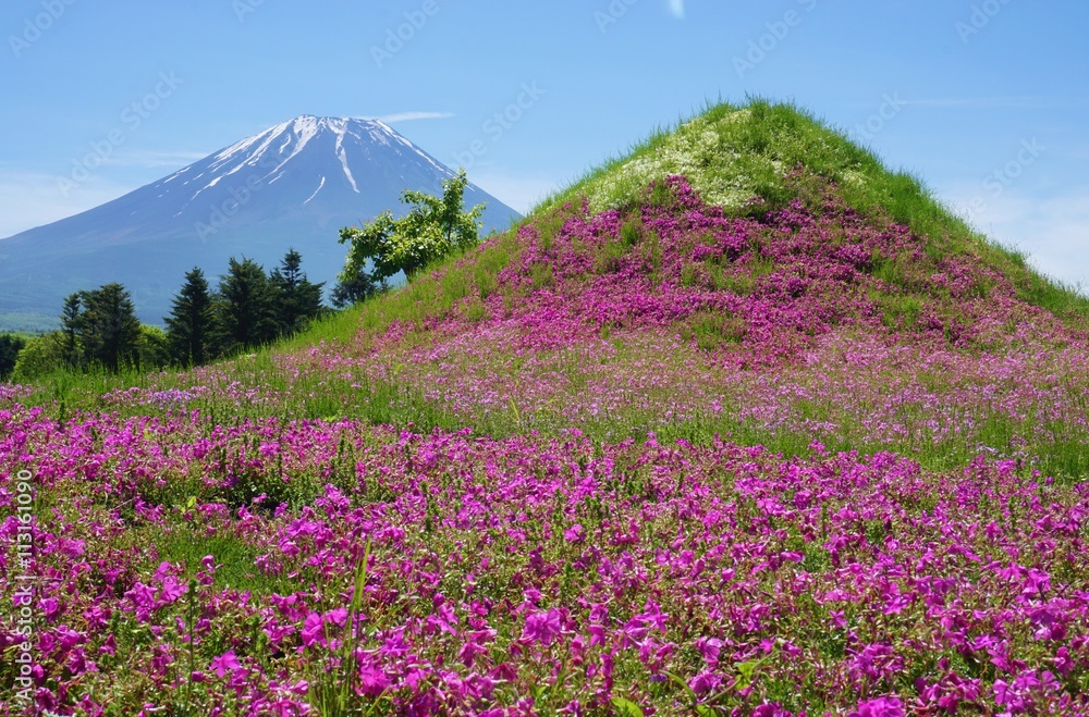 The Mount Fuji with wildflowers in the foreground