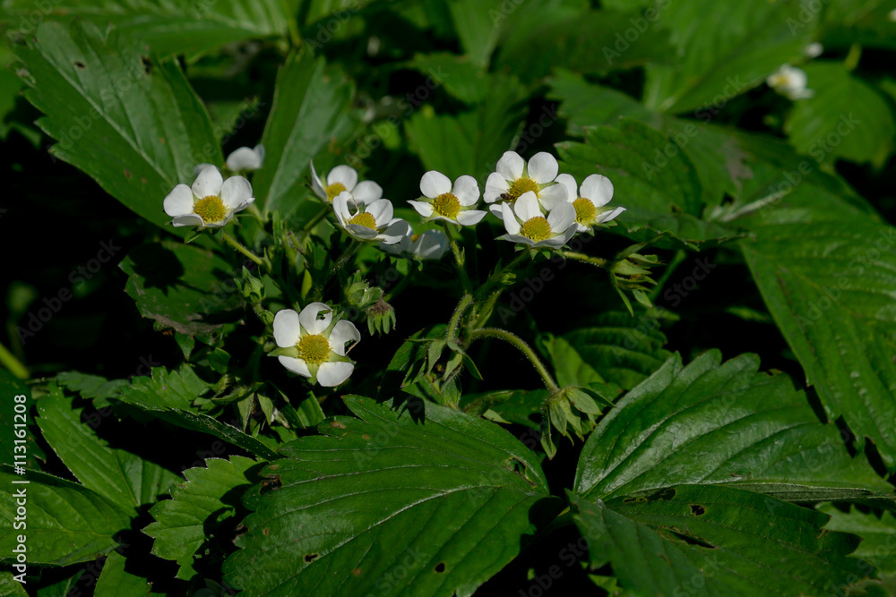 blossomed strawberry flowers bushes and leafs
