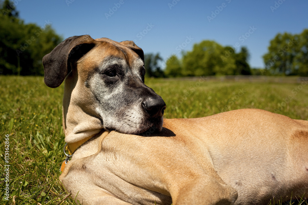 Sweet great Dane lying with chin on chest in green grassy field looking silly