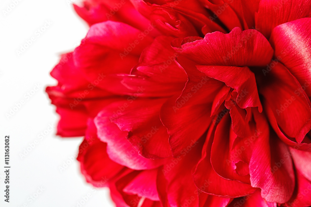 Close-up of a peonies