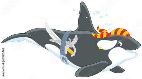 Killer whale pirate