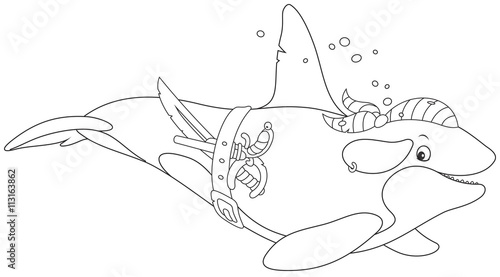 Killer whale pirate