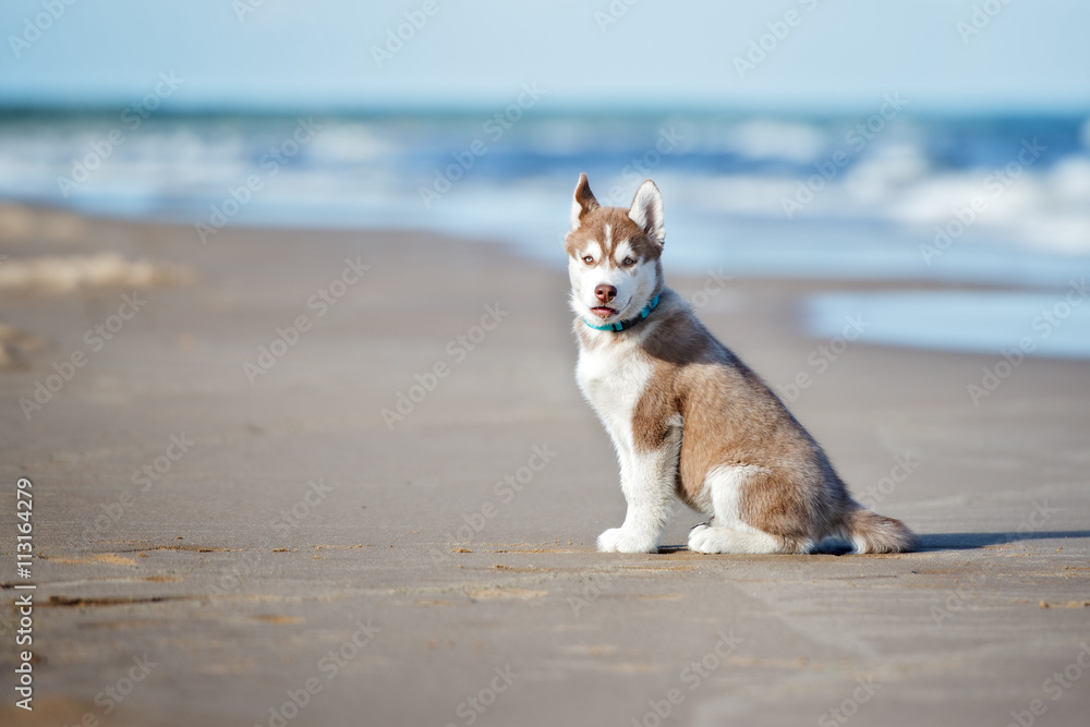 siberian husky puppy sitting on a beach siberian husky puppy sitting on a beach