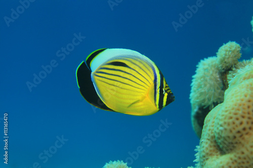 Polyp butterflyfish (Chaetodon austriacus) 