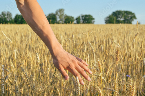 Background with hand in wheat field nature outdoors