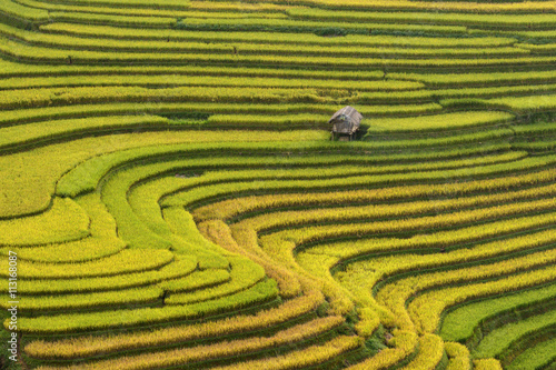 Rice terrace in northeast region of Vietnam