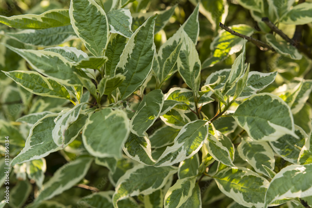 shrub with decorative leaves in the sunset shrub with decorative leaves in the sunset