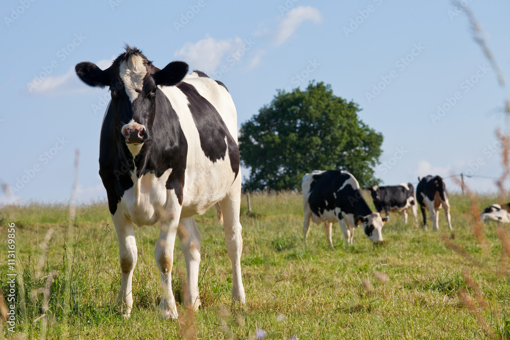 Vache en pâture