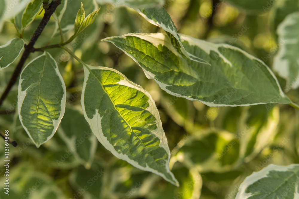shrub with decorative leaves in the sunset shrub with decorative leaves in the sunset
